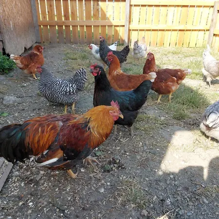 アパート Schuetzenhofer