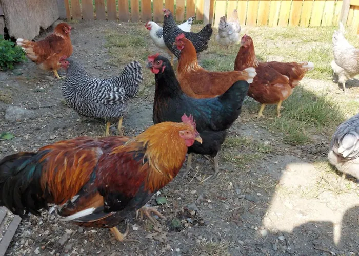 Apartament Schuetzenhofer