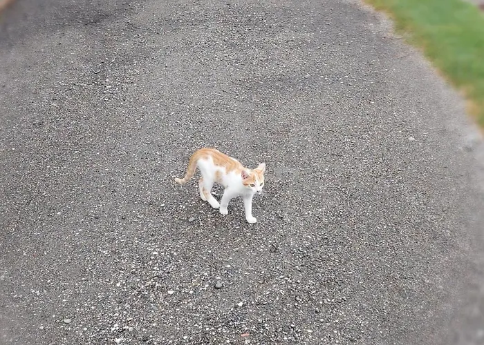 Schuetzenhofer Apartament Bodensdorf
