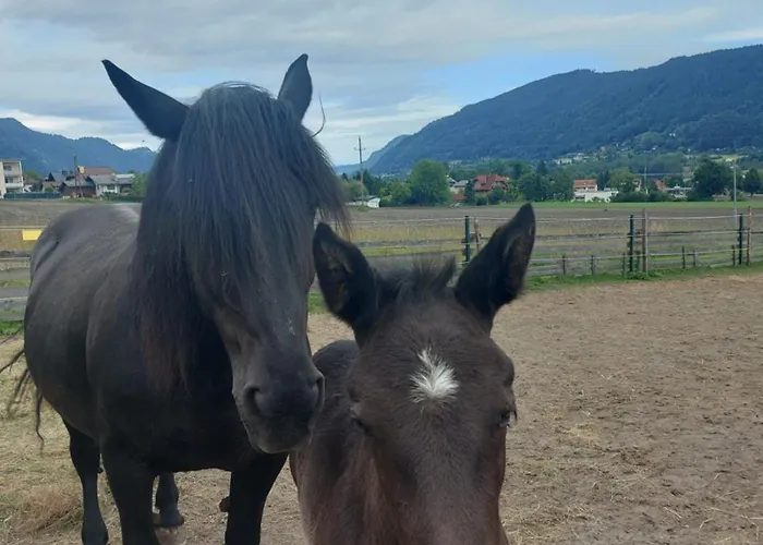 דירה Schuetzenhofer *